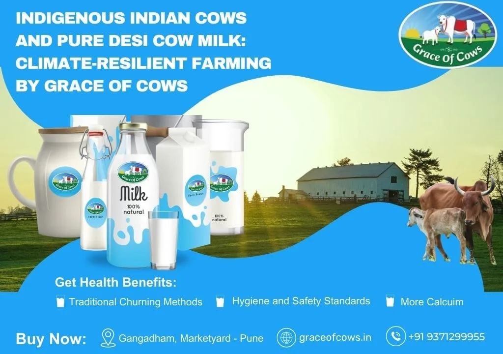 Pure Desi Cow Milk Pune