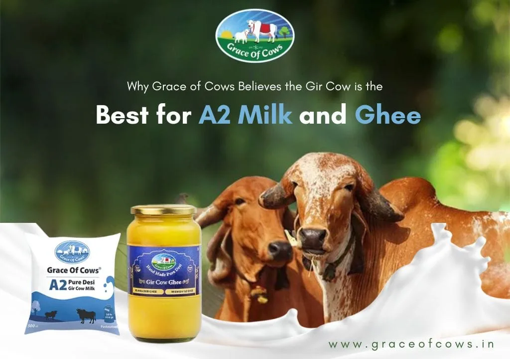 gir cow ghee